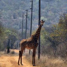 Shakabula Lodge 1 Shakabula Lodge 1